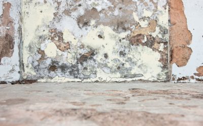 Blog 3 Do blocked drains cause rising damp?